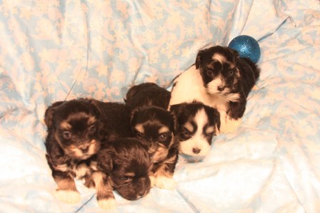 havanese-puppies